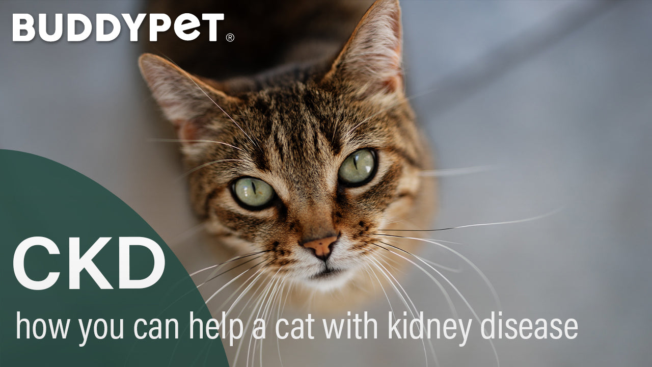 how can you help your cat with kidney disease