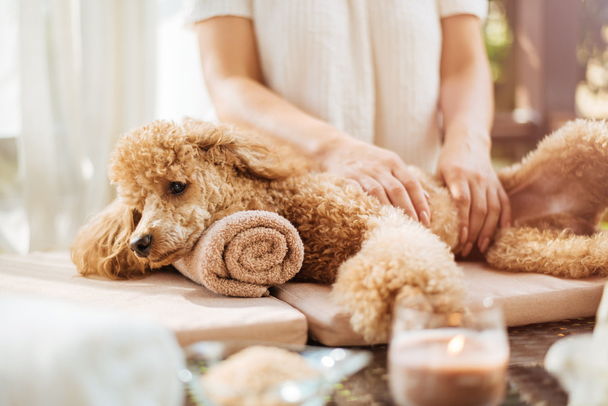 groomers’ guide to bathing and grooming your dog at home