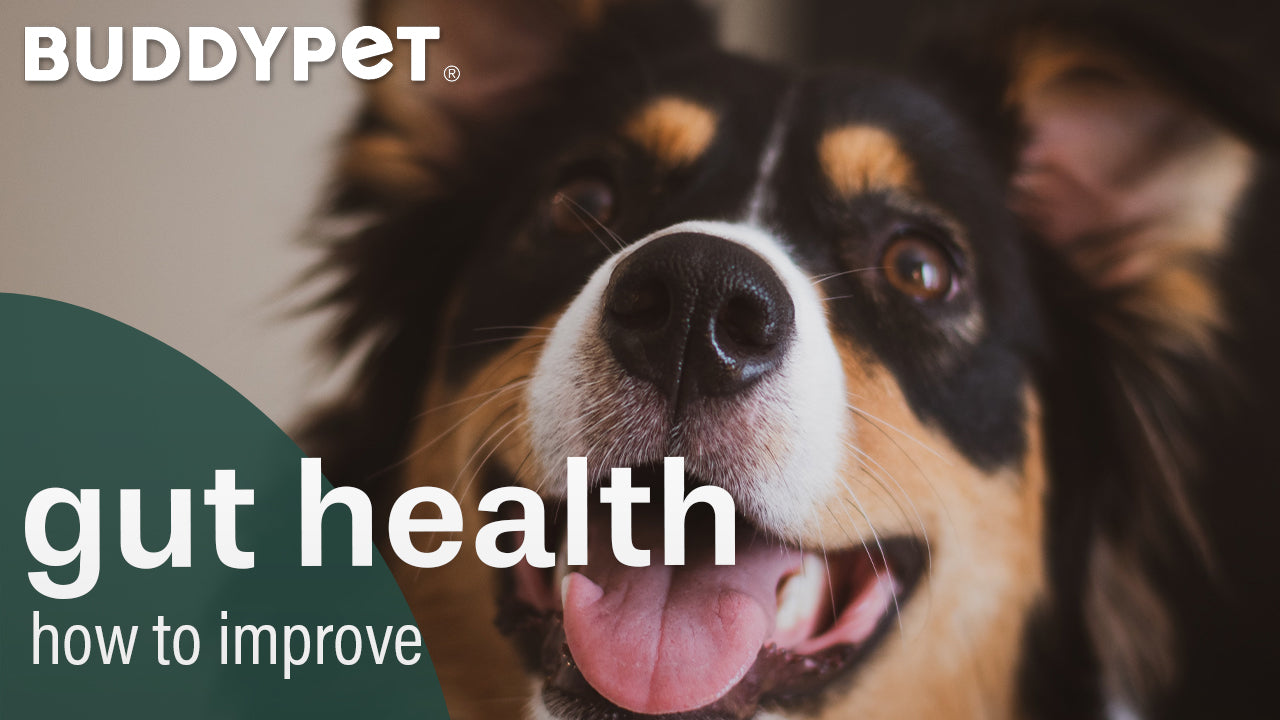 how to improve your dog's gut health