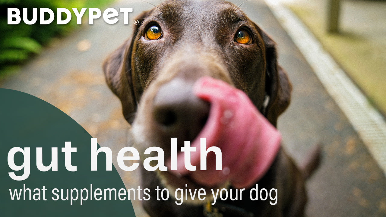 what supplements should you give your dog for gut health