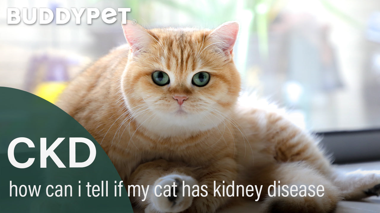 how to tell if you cat has kidney disease