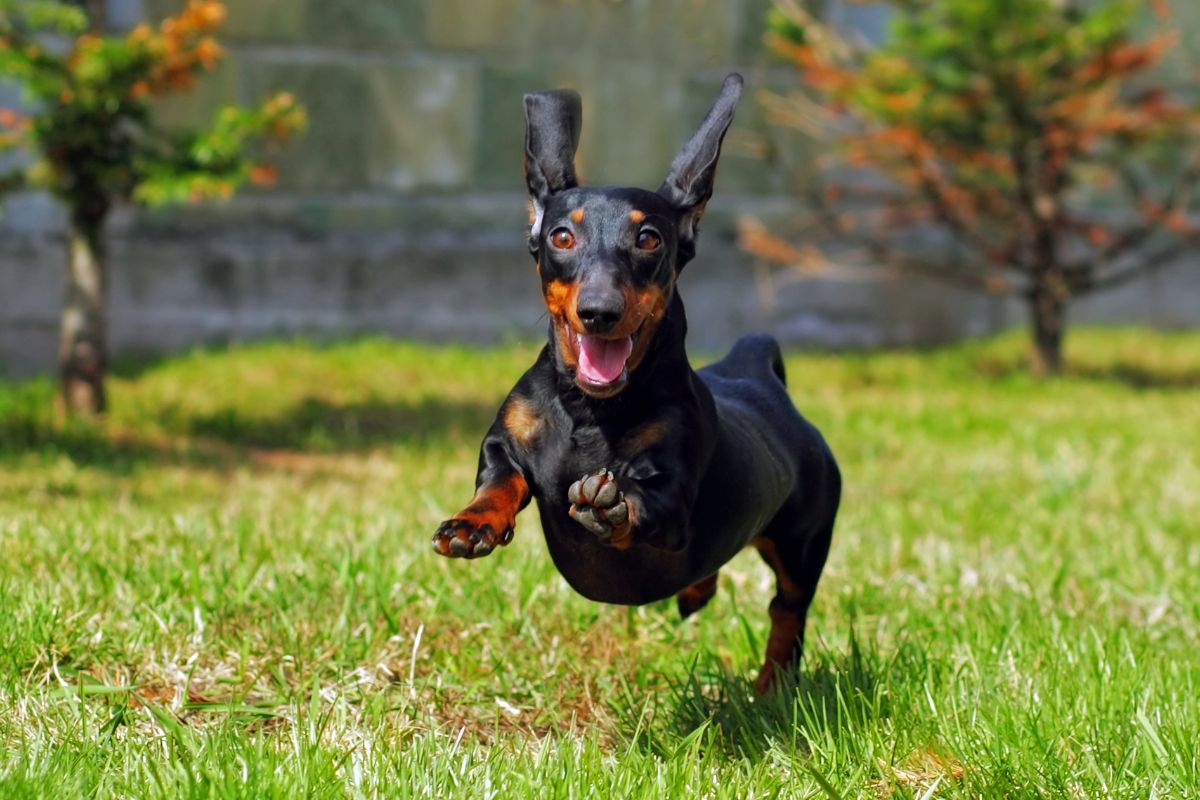 A happy dog with healthy joints