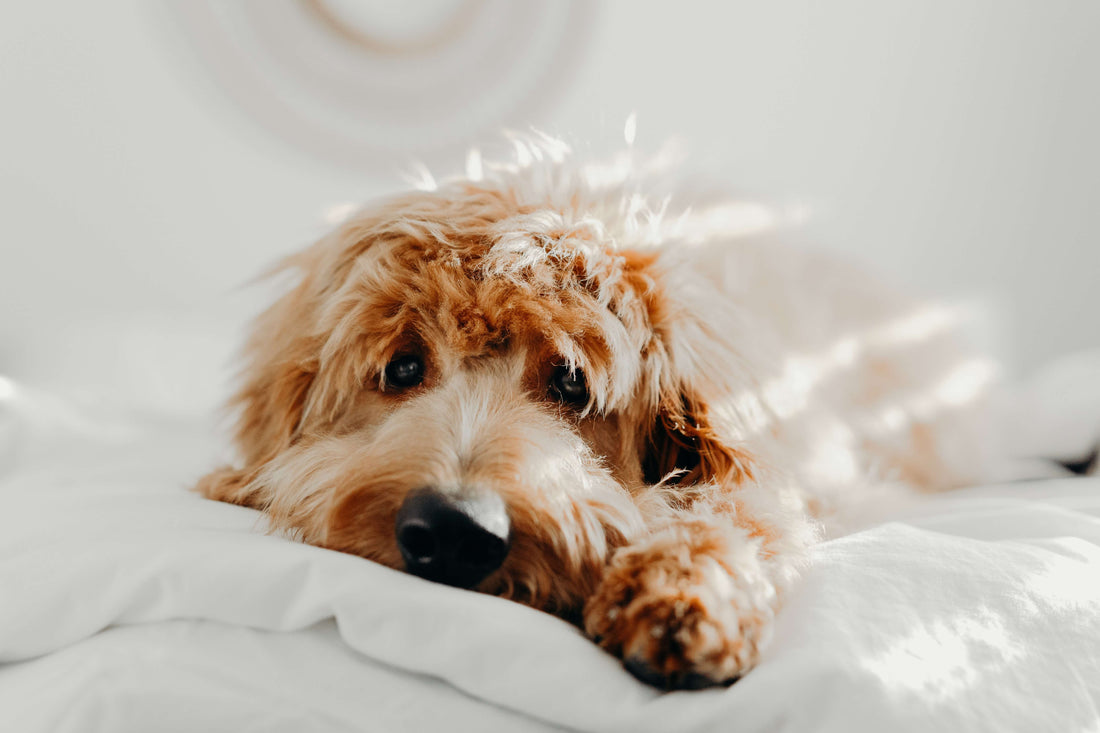 dog sleeping in bed