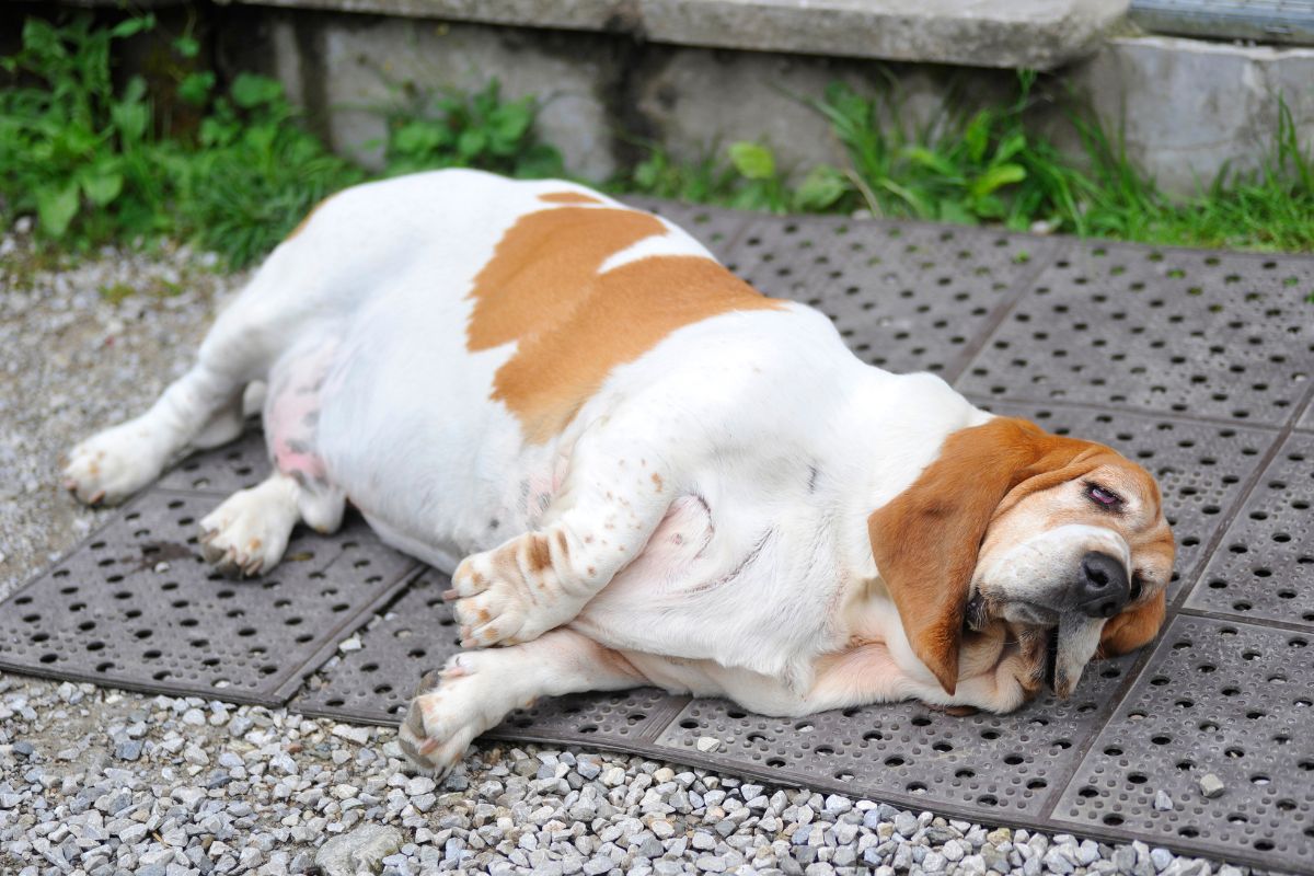 Fat dog lying on the ground