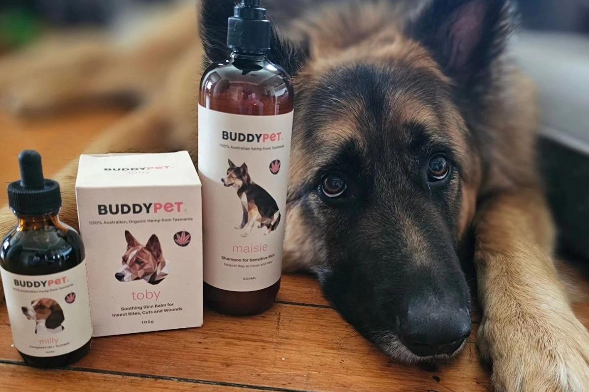 German shepherd and the Buddypet best pet shampoo