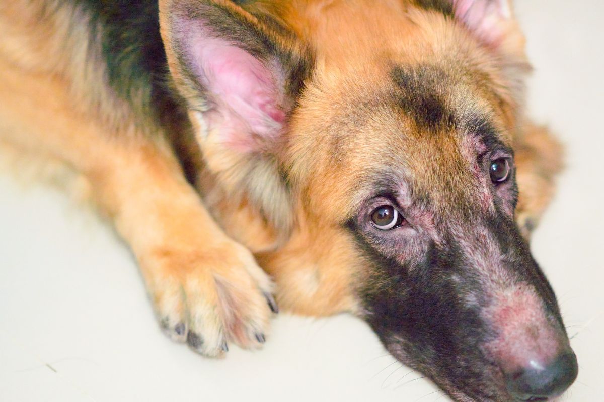 German shepherd with dog skin infections