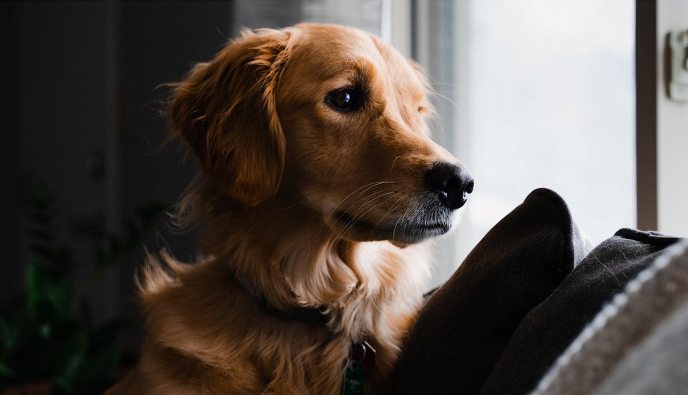 how to spot anxiety symptoms in dogs