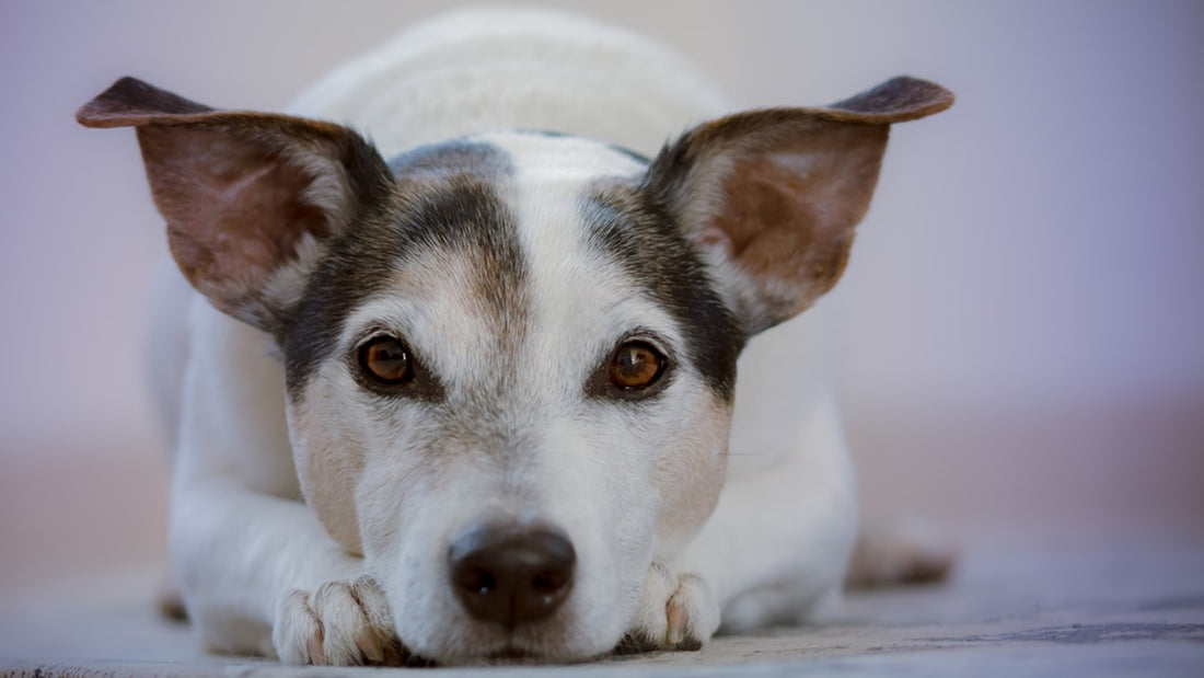 How to stop excessive dog barking