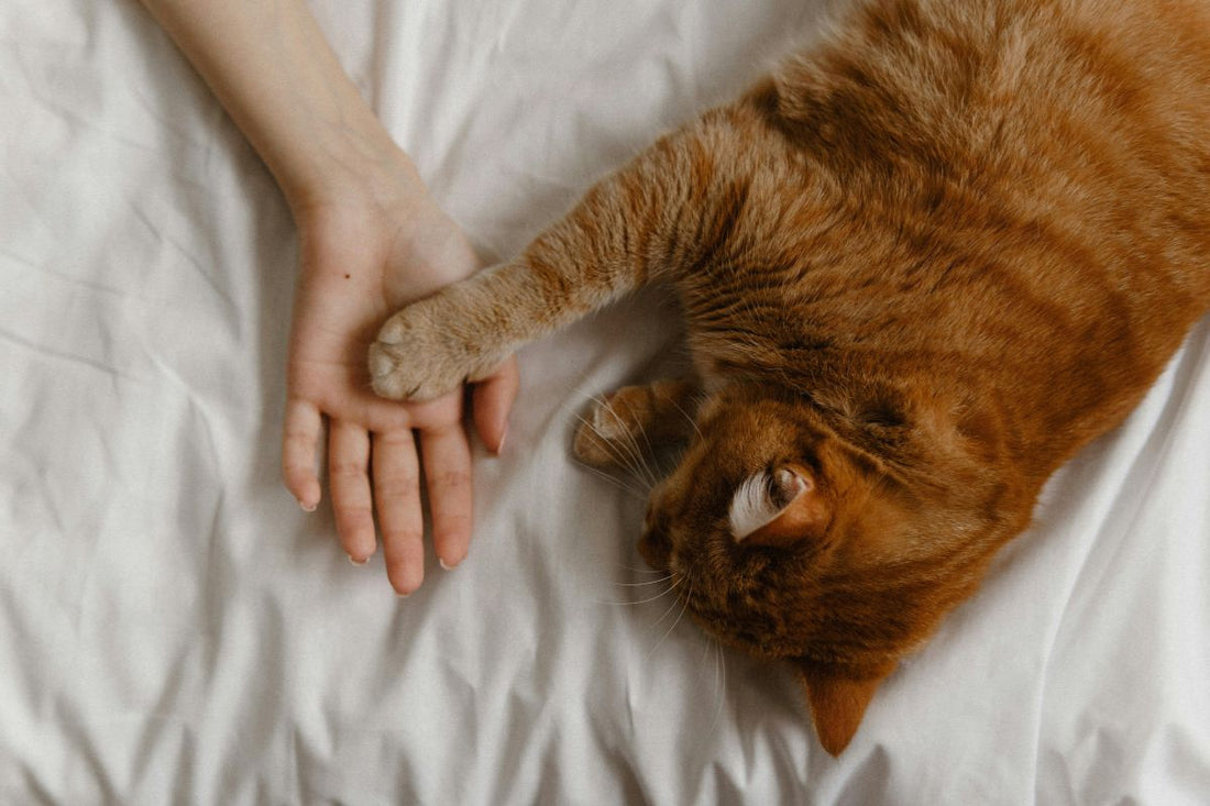 Owner comforting cat with arthritis