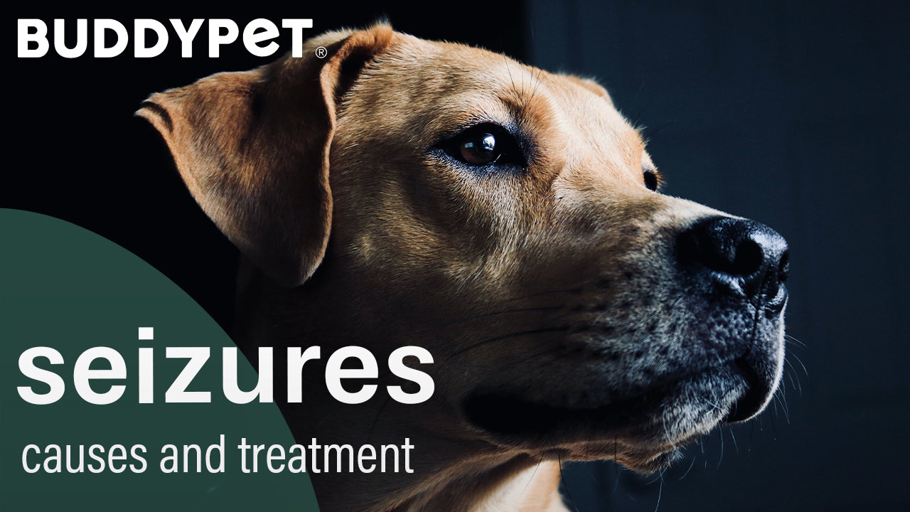 seizures: causes and treatment in dogs