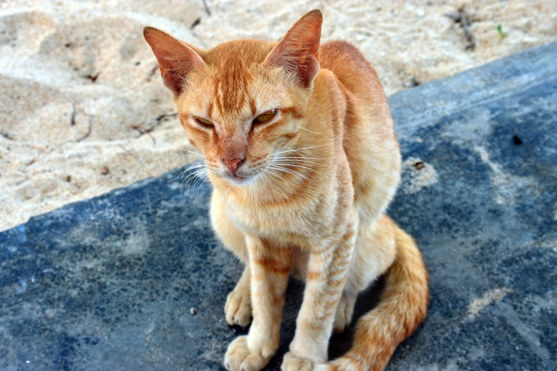 Skinny cat because of Cat Hyperthyroidism