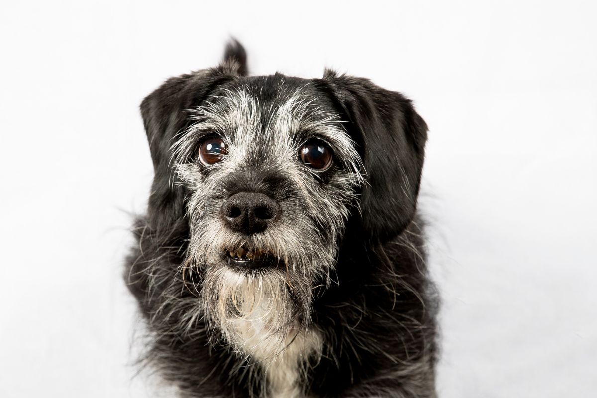 Terrier cute eyes