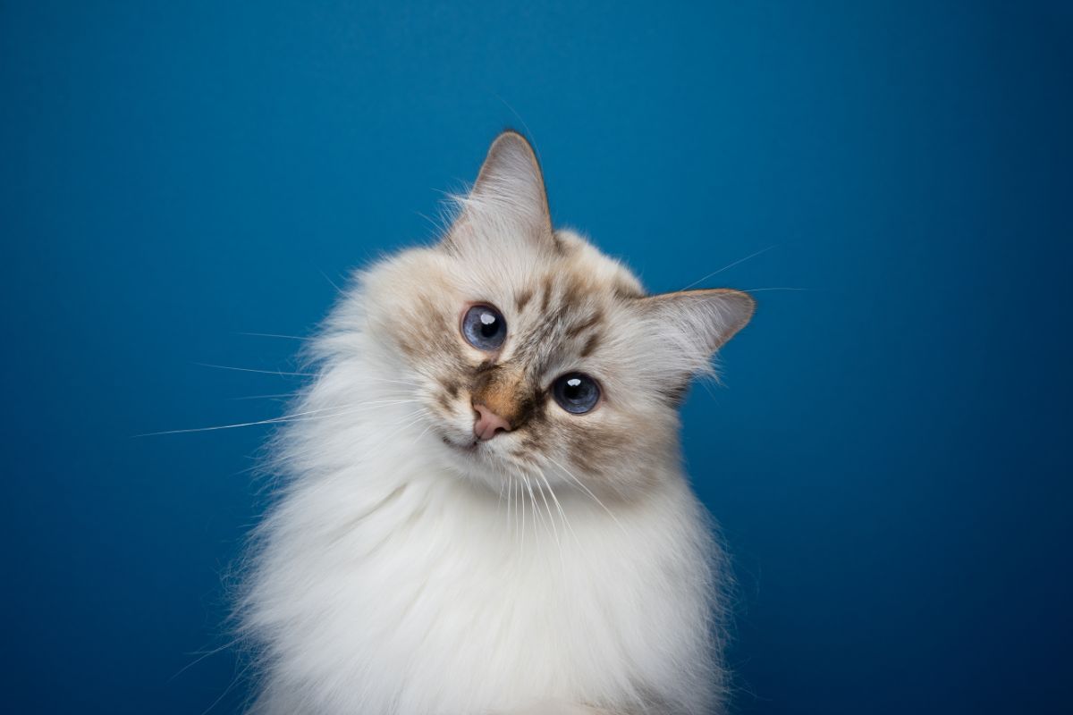 White cat in a blue background