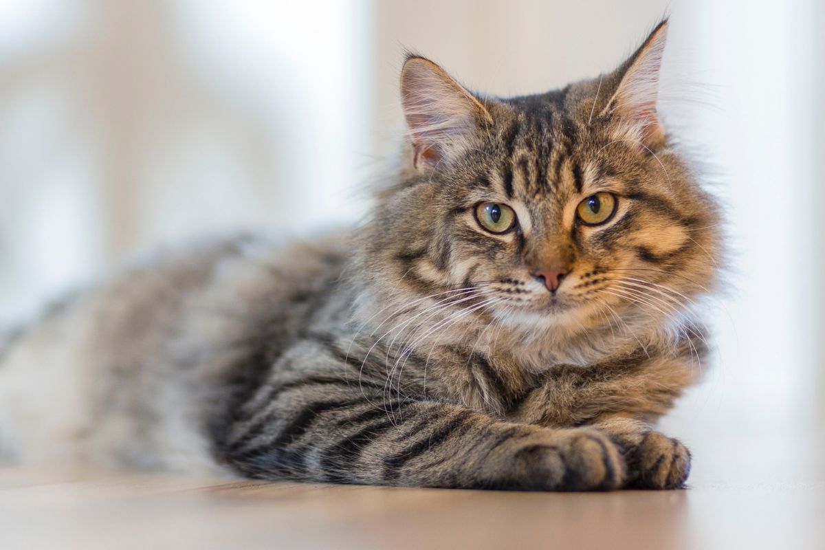 a senior cat sitting