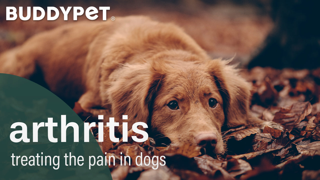 How does hemp seed oil help my pets with arthritis?