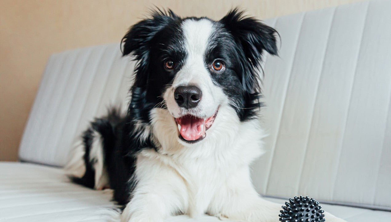 the border collie: a closer look at this intelligent breed