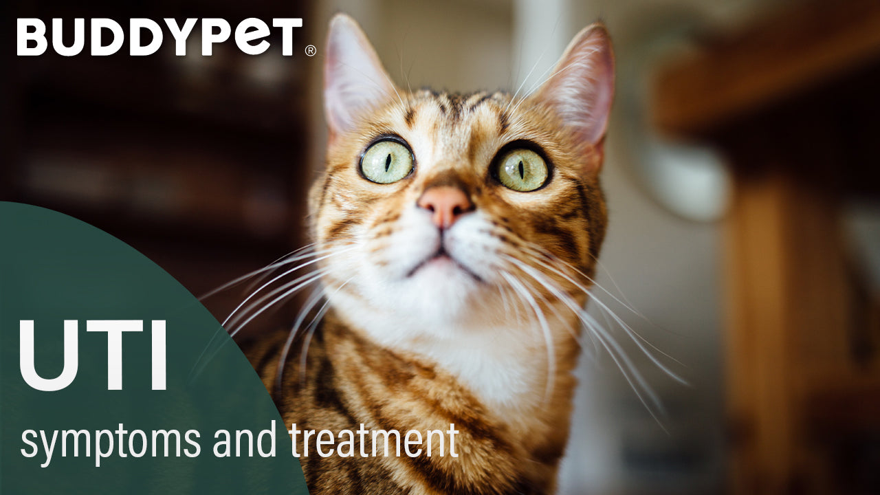 Cat UTI: symptoms and treatment