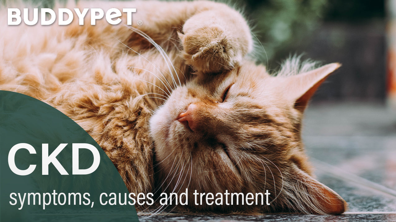 Is hemp seed oil safe to use for all animals?