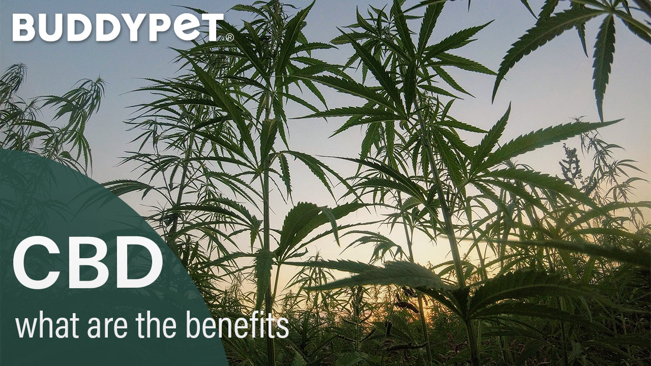 Will my pet get high from taking hemp seed oil?
