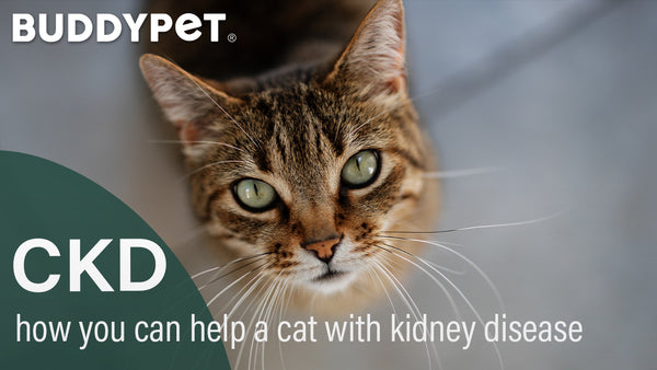 how can you help your cat with kidney disease - Buddy Pet Australia