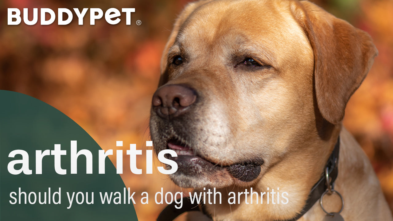 should you walk a dog with arthritis