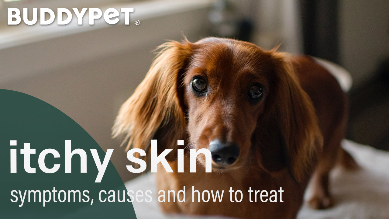 How does hemp seed oil help with dog's itchy skin?