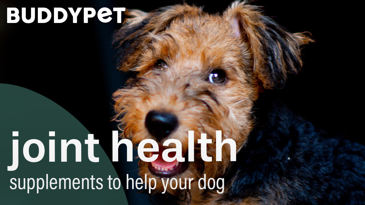 supplements for dog joint health