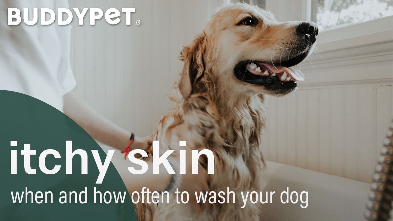 dog grooming: how often you should wash your dog
