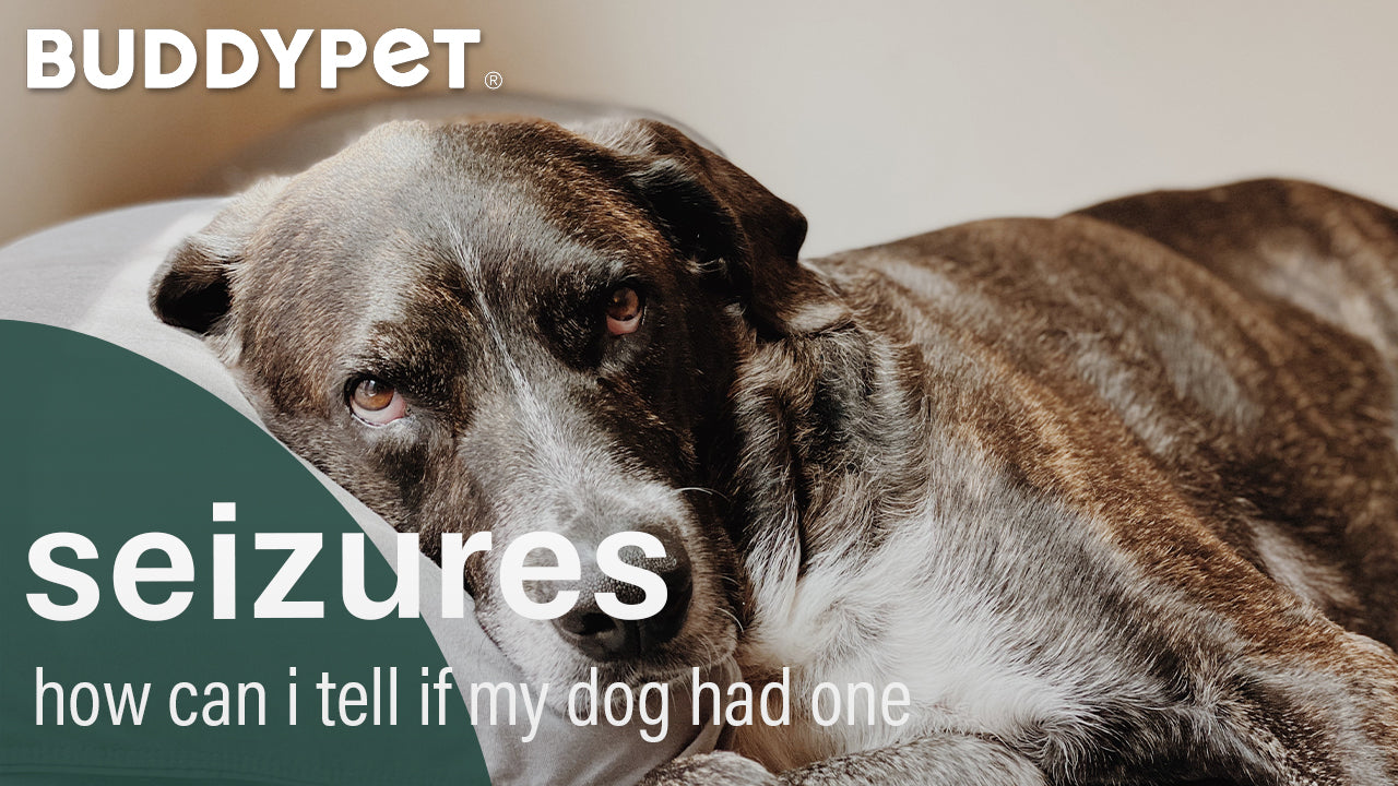 how can you tell if your dog had a seizure