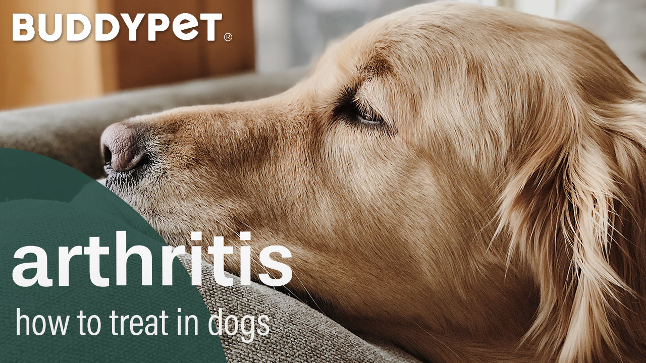 how to treat arthritis in dogs