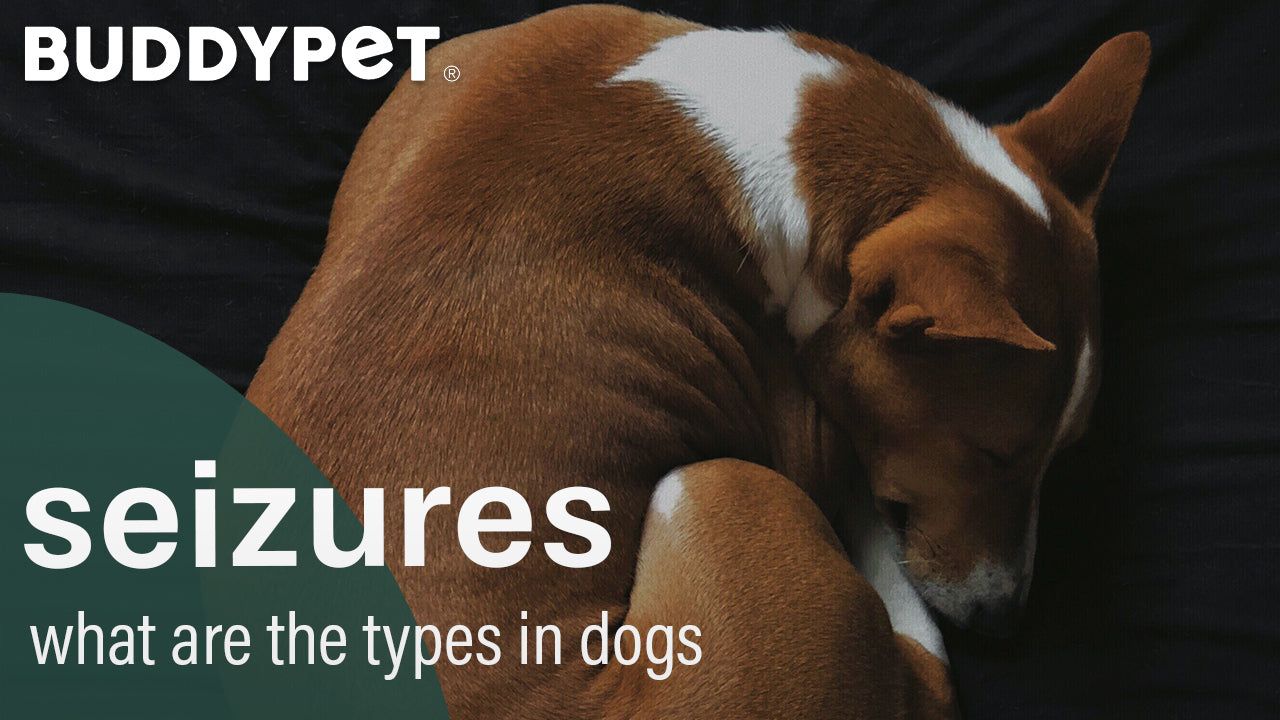 types of seizures in dogs