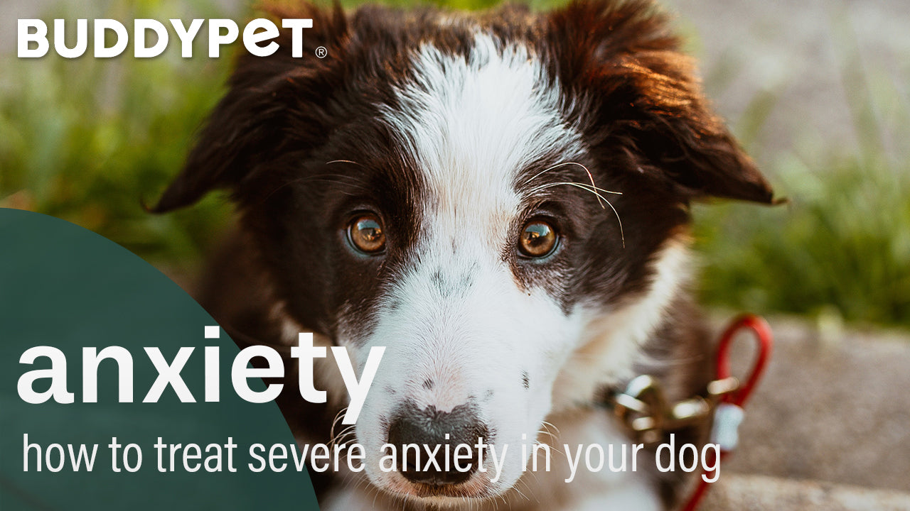 how to treat severe anxiety in dogs