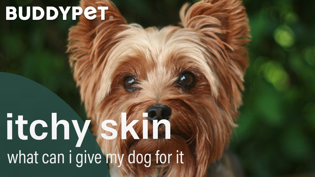 what can you give a dog with itchy skin